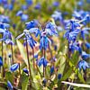 Bluebells dans une prairie printanière sur Silva Wischeropp