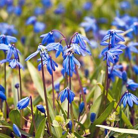 Blausternchen auf der Frühlingswiese von Silva Wischeropp