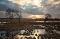 Wierdense Veld Golden Sunset van Vincent Croce thumbnail