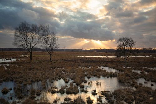 Wierdense Veld Golden Sunset van Vincent Croce