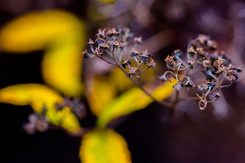 Plant with yellow background by Dianne Peeters