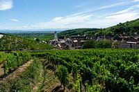 Vignobles en Alsace