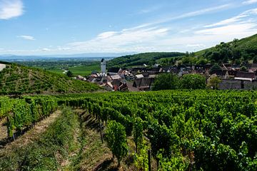 Vineyards in Alsace by Ronn Perdok