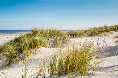 North Sea sand dunes