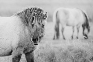 Konik-Pferde in Lentevreugd, Hollands Duin