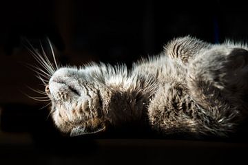 Kat luierend in de zon van Cindy Van den Broecke