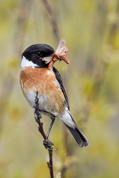 Stonechat ( Saxicola torquata ) avec une proie dans son bec, faune, Europe. par wunderbare Erde
