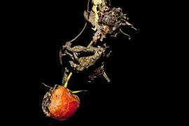 Het laatste leven van Jose Luis  Ocampo