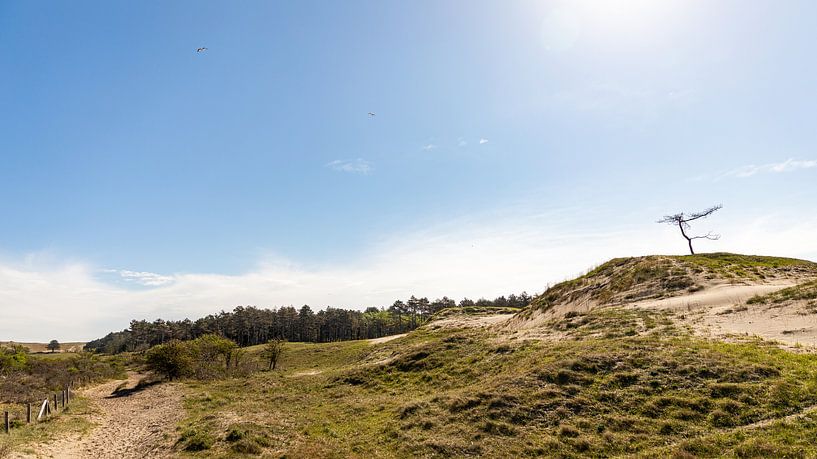Nature reserve Westenschouwen 2 by Percy's fotografie