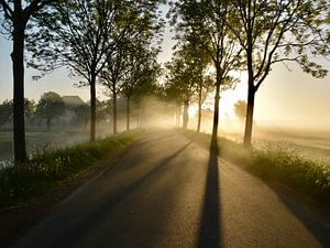 Licht en schaduwspel in de ochtend van Wilma van Zalinge