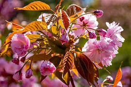 Des cerisiers ornementaux japonais le long des remparts