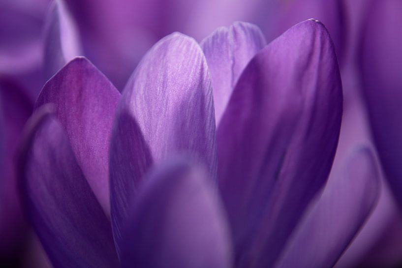 Krokus aus der Nähe 3 von Jaap Tanis