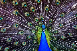 BLUE PEACOCK 2 by Miroslav Ptacek