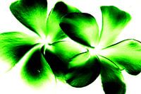 Green twins