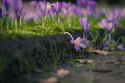 Krokus von Arjen Dijk