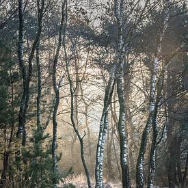 Wintermorgen von Anoeska Vermeij Fotografie