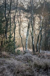 Wintermorgen von Anoeska Vermeij Fotografie