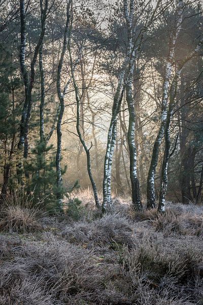 Winter morning by Anoeska Vermeij Fotografie