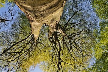 Beech Tree *Fagus sylvatic* by wunderbare Erde
