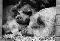 Hugging hanging belly pigs