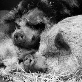 Hängende Bauchschweine umarmen von Tosca Fotografie