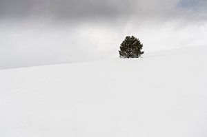 A lone tree in the middle of a snowy winter landscape. von Carlos Charlez