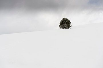 A lone tree in the middle of a snowy winter landscape. van Carlos Charlez