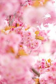 Blossom cherry blossom by Leo Schindzielorz