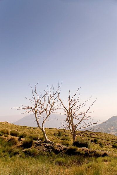 Zwei einsame Bäume von Studio voor Beeld