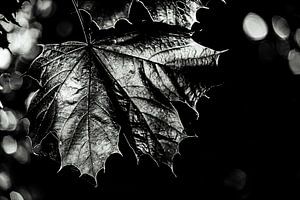 Ahornblatt monochrom
