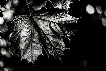 Maple leaf monochrome by Dieter Walther