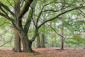 Groep bomen oude eik en beuk van Jürgen Eggers