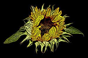 Sonnenblume