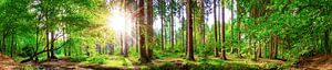 Wald mit strahlender Sonne