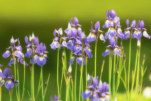 Les Fleurs