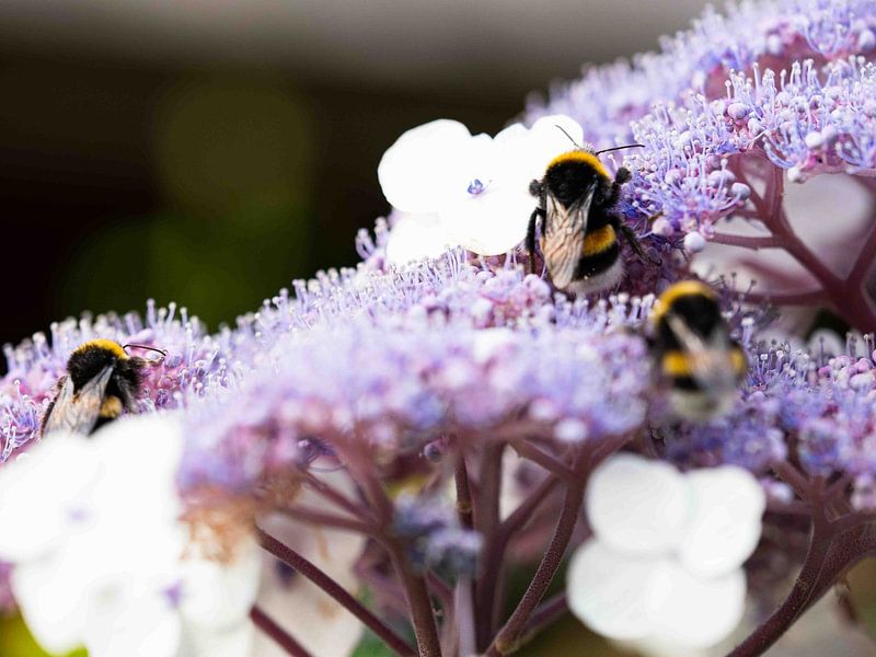Bumblebees on the hydrangea by Helene de Jongh