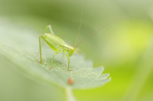 Struiksprinkhaan nimf