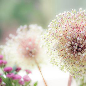 Gentle Beauty by Mario de Lijser