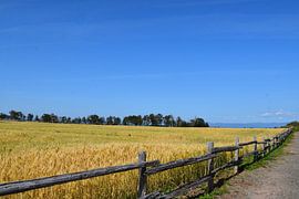 Een tarfield in de zomer van Claude Laprise