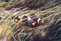 Anemoon vis