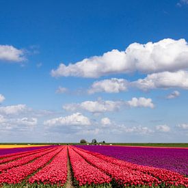 Champs de tulipes en fleurs dans la campagne de Groningue sur Gert Hilbink