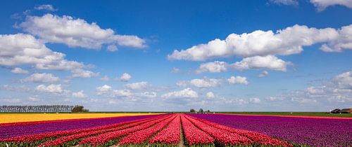 Bloeiende tulpenvelden in het Groninger land van Gert Hilbink