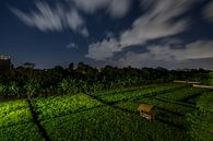 Rice field Bali at night by Juliette Laurant thumbnail