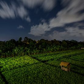 Rice field Bali at night by Juliette Laurant