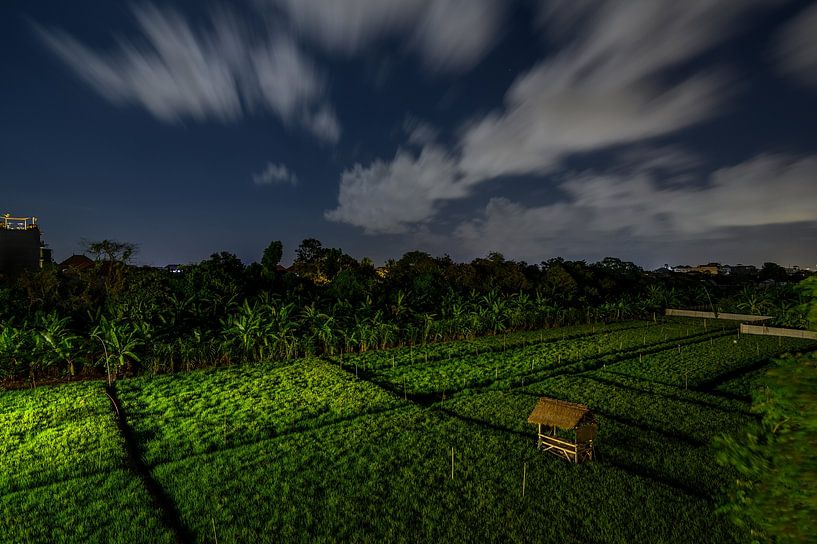 Rice field Bali at night by Juliette Laurant