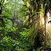 Sonnenlicht im Dschungel von Costa Rica von Peter Schickert