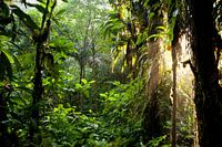 Sunlight in the jungle of Costa Rica