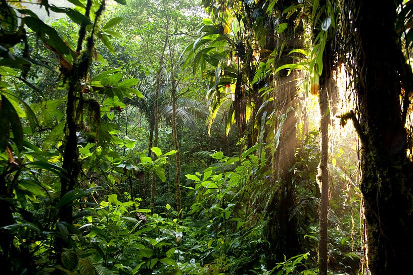 La lumière du soleil dans la jungle du Costa Rica par Peter Schickert