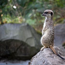 Meerkat on guard by Rob Legius