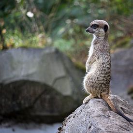 Erdmännchen auf Wache von Rob Legius